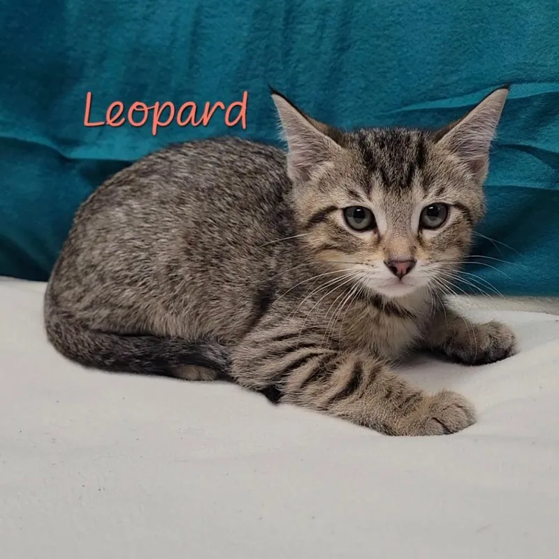A baby medium-sized male Domestic Short Hair cat named Leopard for adoption in Parkersburg, WV