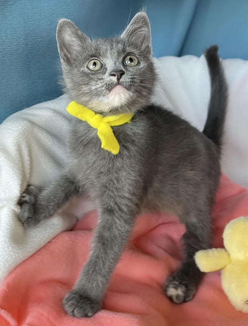 A baby medium-sized female Russian Blue cat named Grace for adoption in Lyle, WA