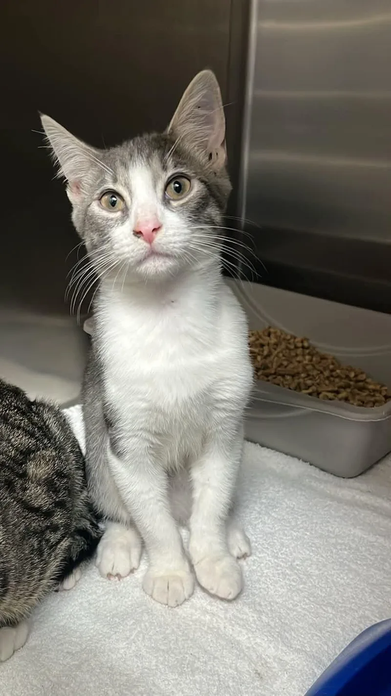 A young medium-sized male Gray / Blue / Silver Domestic Short Hair cat named Angel for adoption in Burgaw, NC