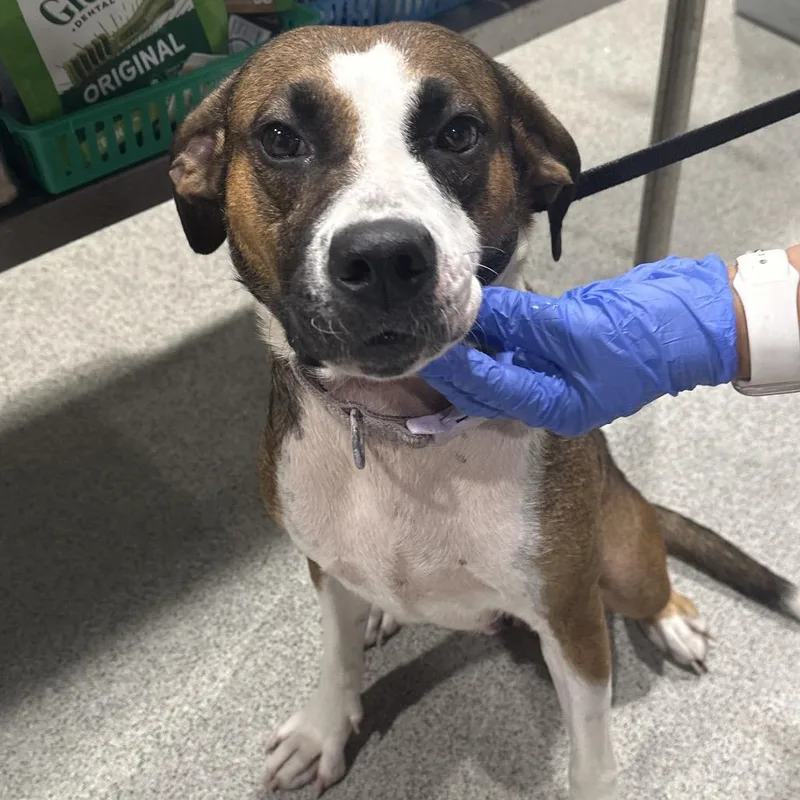 A young medium-sized female Black Mouth Cur dog named Cassie for adoption in Tampa, FL