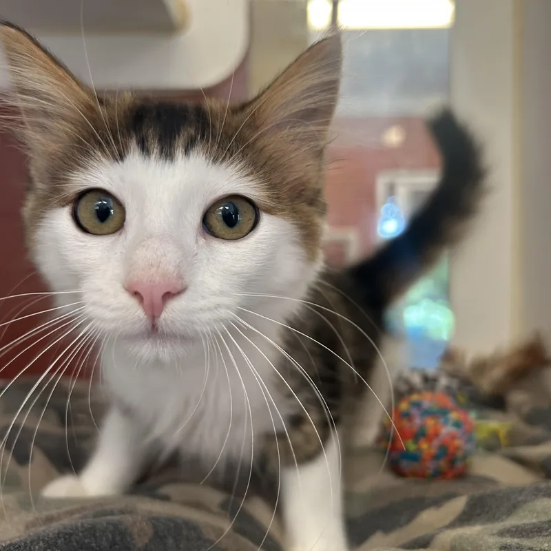 A young medium-sized female Domestic Medium Hair cat named Lizzy for adoption in Southold, NY
