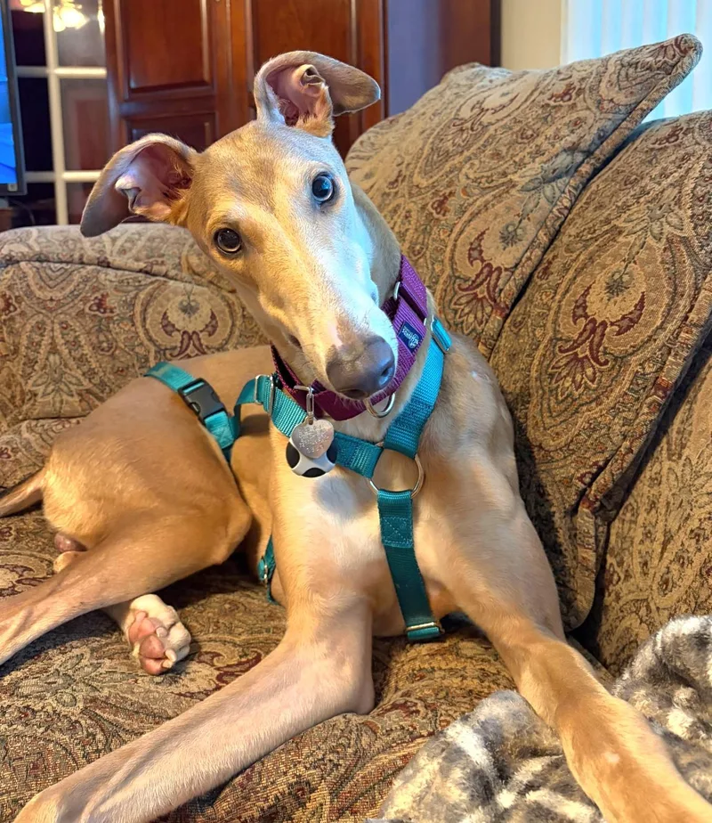 A young large-sized male Greyhound dog named Thorne for adoption in Tarpon Springs, FL