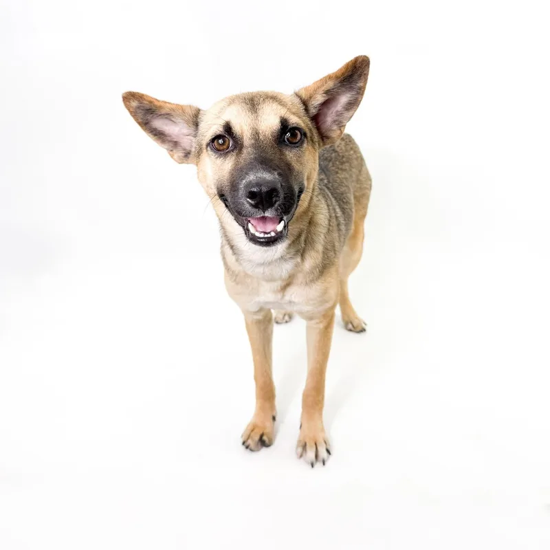 A young small-sized female Brown / Chocolate Shepherd dog named Coyote for adoption in Scottsdale, AZ