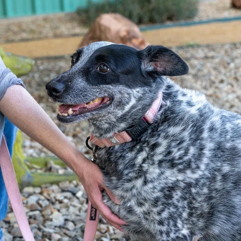 A senior large-sized female Australian Cattle Dog / Blue Heeler dog named Cookie for adoption in Albuquerque, NM