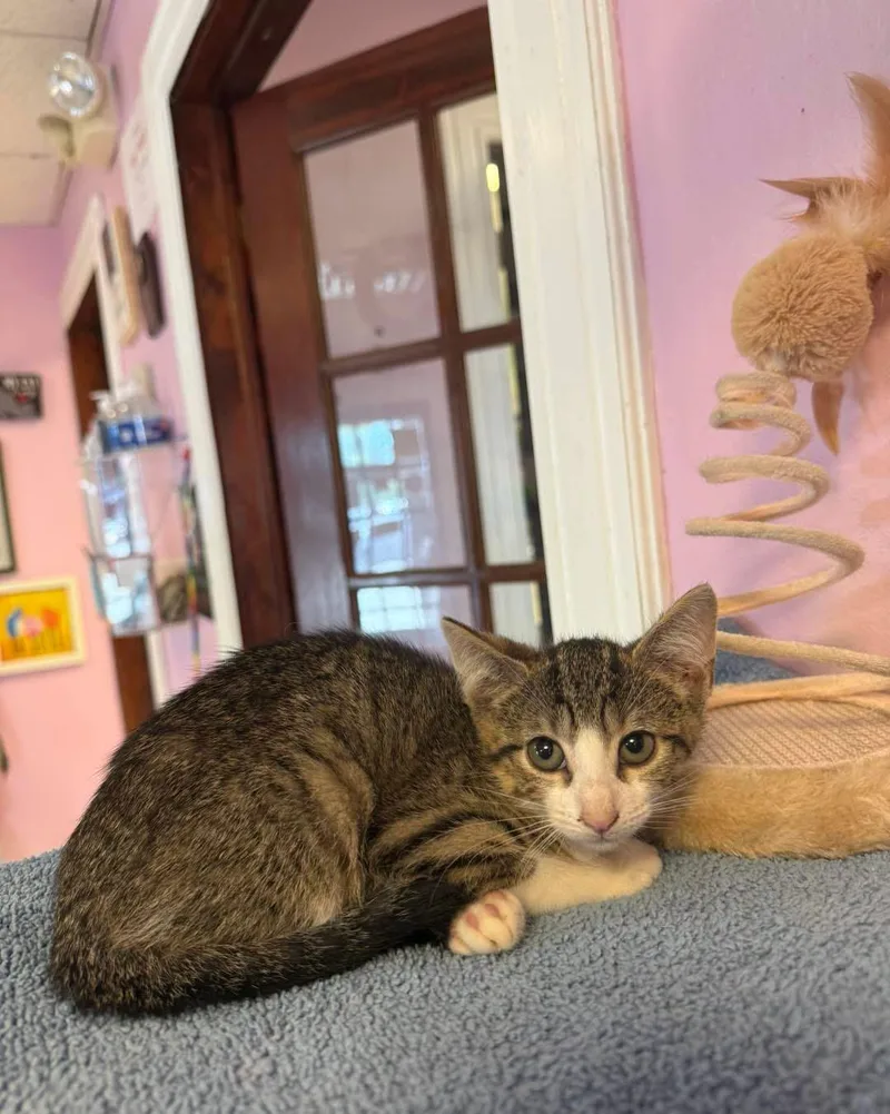 A young small-sized female Tabby (Buff / Tan / Fawn) Domestic Short Hair cat named Pywacket for adoption in Freeport, NY