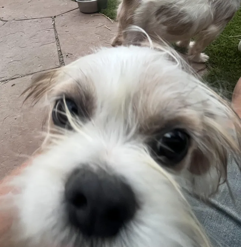 Dudley