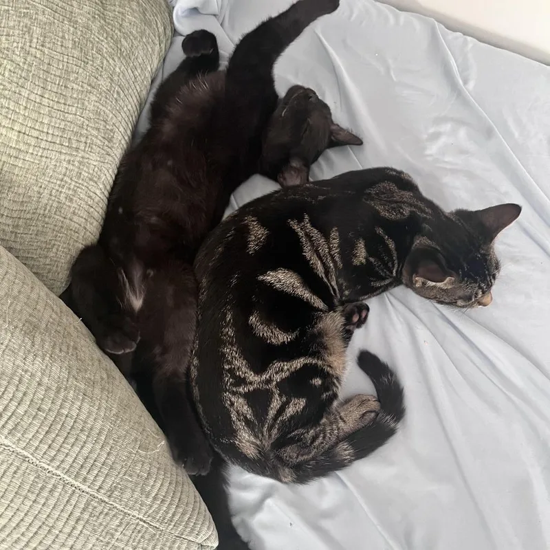 Dublin Mudslide thumbnail 2