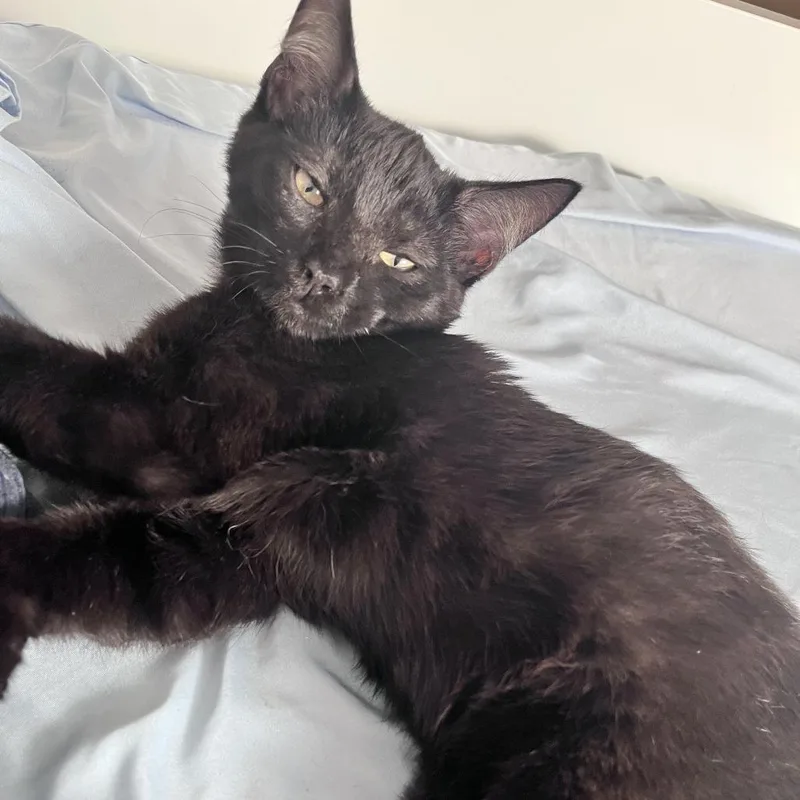 Dublin Mudslide thumbnail 3