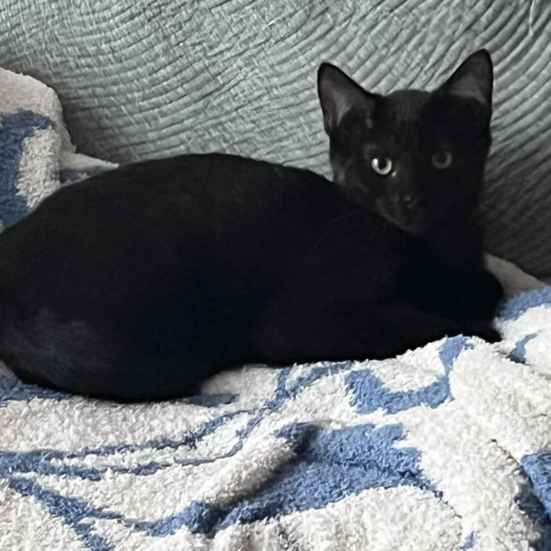 Dublin Mudslide thumbnail 4