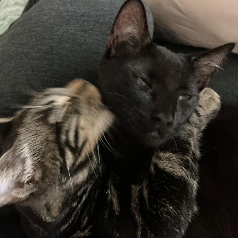 Dublin Mudslide thumbnail 5