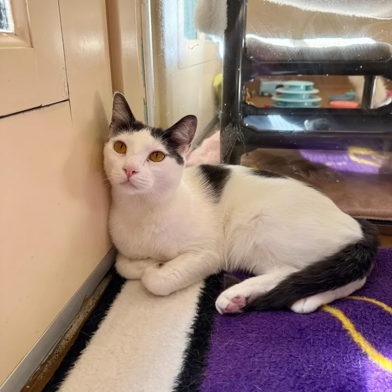 An adult large-sized male White Domestic Short Hair cat named Luca for adoption in Agoura Hills, CA