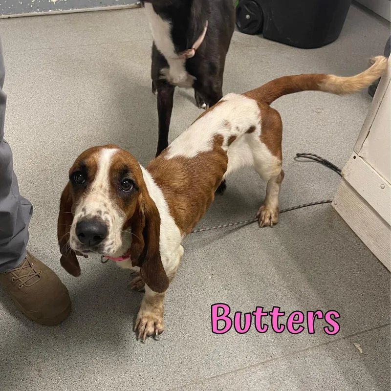 An adult small-sized female Basset Hound dog named Butters for adoption in Oak Ridge, TN
