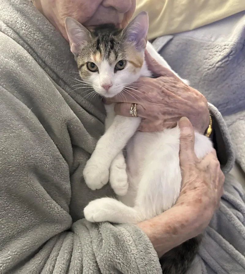 A baby medium-sized female Domestic Short Hair cat named Pond for adoption in Trenton, NJ