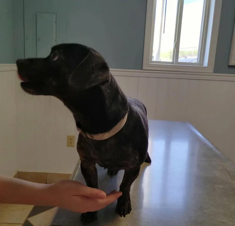 Rascal thumbnail 3