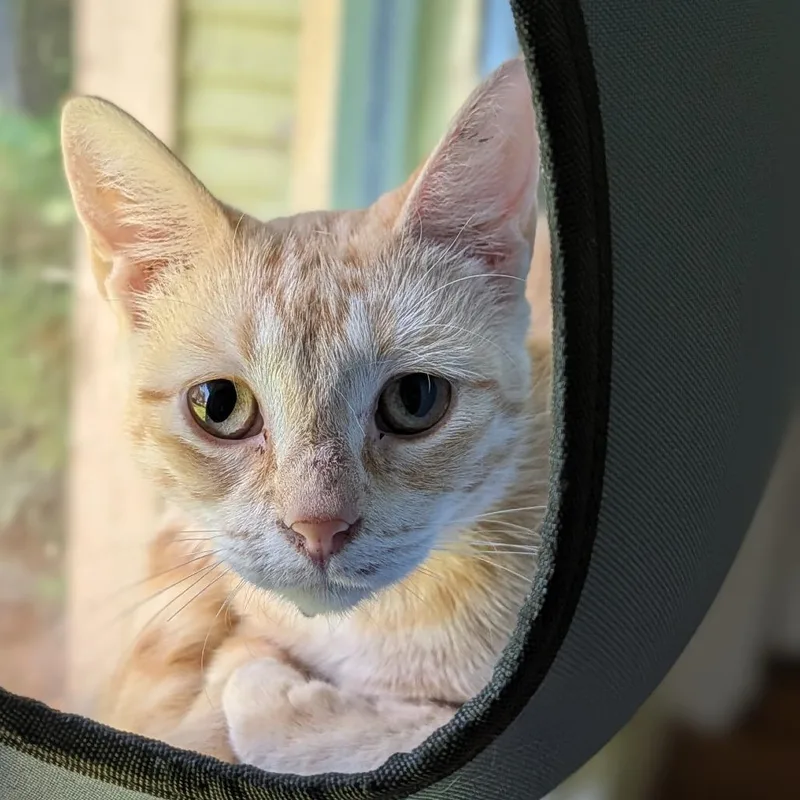 A young small-sized female American Shorthair cat named Sophia for adoption in Fayetteville, AR