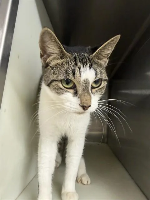 A young small-sized female Domestic Medium Hair cat named Starlight for adoption in Tallahassee, FL