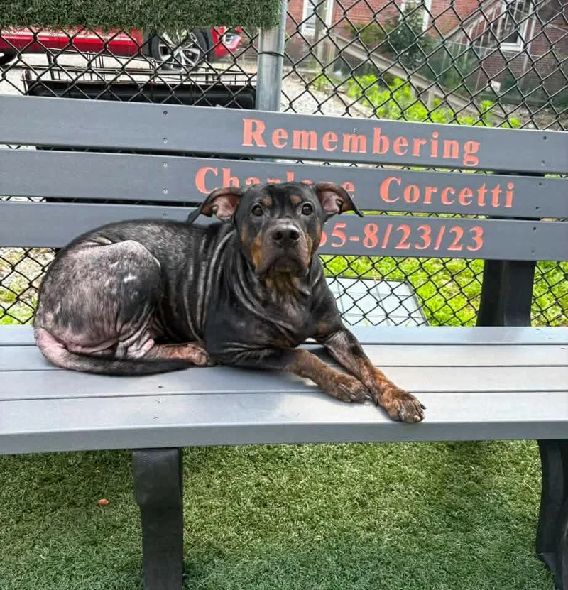 An adult medium-sized female Black Rottweiler dog named Bailey for adoption in Vandergrift, PA