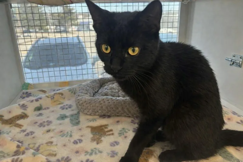 A baby small-sized female Domestic Short Hair cat named Peanut Butter for adoption in Gorham, ME