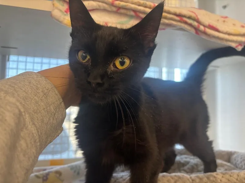 Peanut Butter thumbnail 2