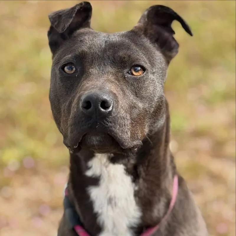 A young medium-sized female Pit Bull Terrier dog named Lola for adoption in Tehachapi, CA