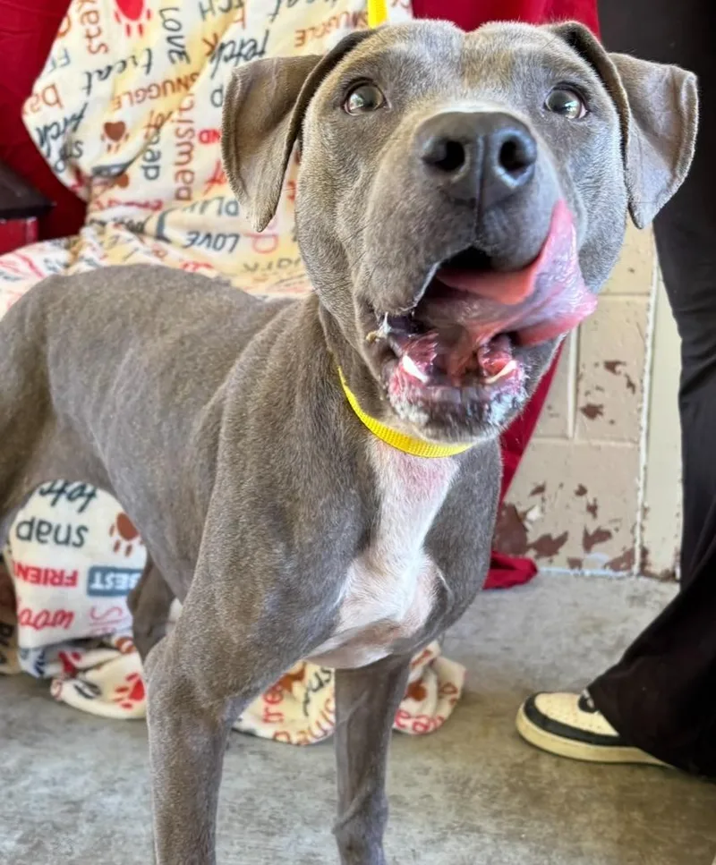 A young medium-sized female Pit Bull Terrier dog named Satin for adoption in Swainsboro, GA