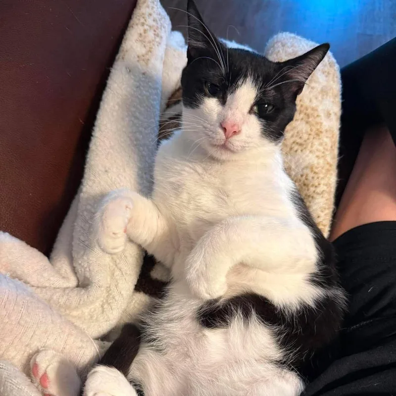 A young medium-sized male Black Domestic Short Hair cat named Kronk for adoption in Port Neches, TX
