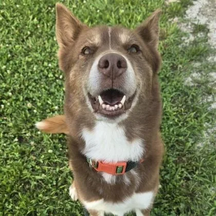 An adult medium-sized female German Shepherd Dog dog named Hazel for adoption in Philadelphia, PA