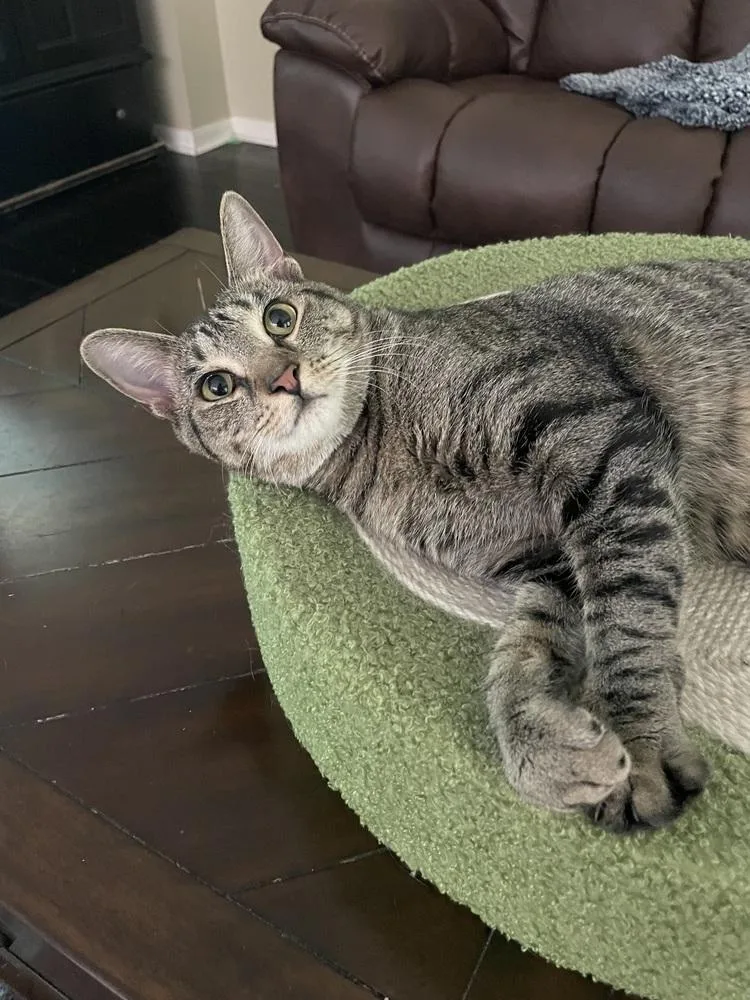 Wildflower thumbnail 3