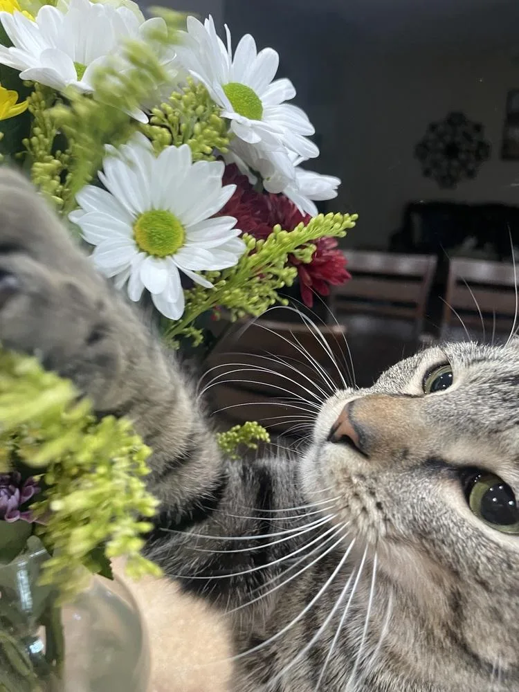 Wildflower thumbnail 4