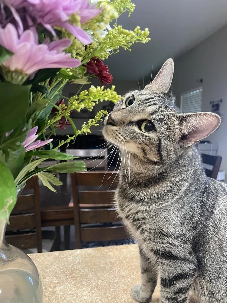 Wildflower thumbnail 5