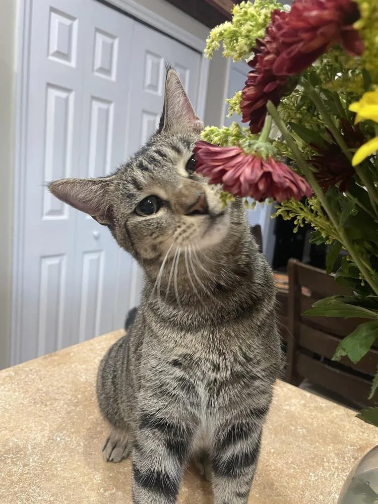 Wildflower thumbnail 6