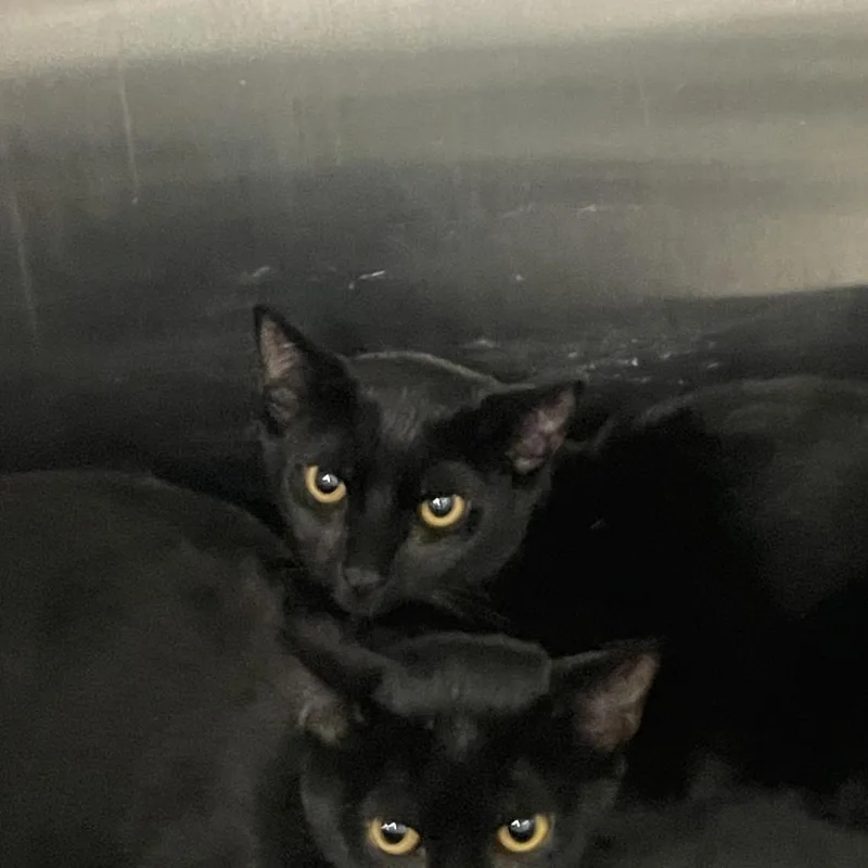 A young medium-sized female Black Domestic Short Hair cat named Agnes for adoption in Port Charlotte, FL