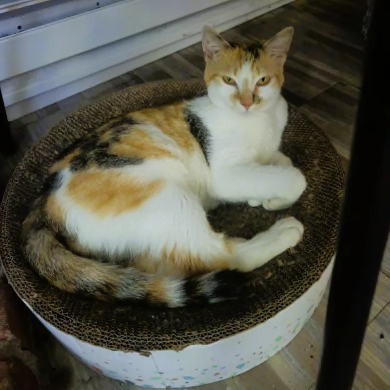 A baby medium-sized female Dilute Calico Domestic Short Hair cat named Carlene Perfect Lap for adoption in Rochester, NY
