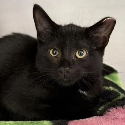 A young medium-sized female Domestic Short Hair cat named Galaxy for adoption in Lansing, MI