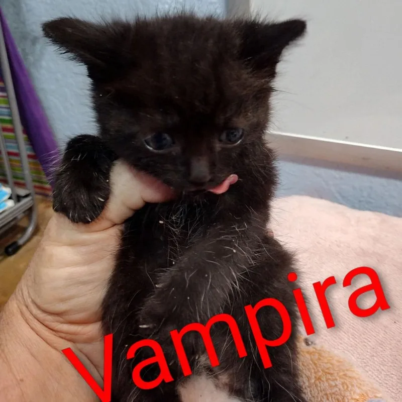 Vampira thumbnail 2