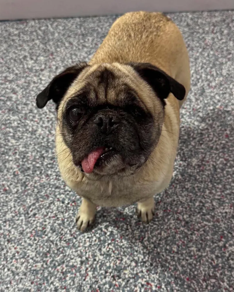 Lulu