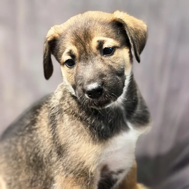 A baby large-sized male Shepherd dog named Chicago Pup  Bears for adoption in San Diego, CA
