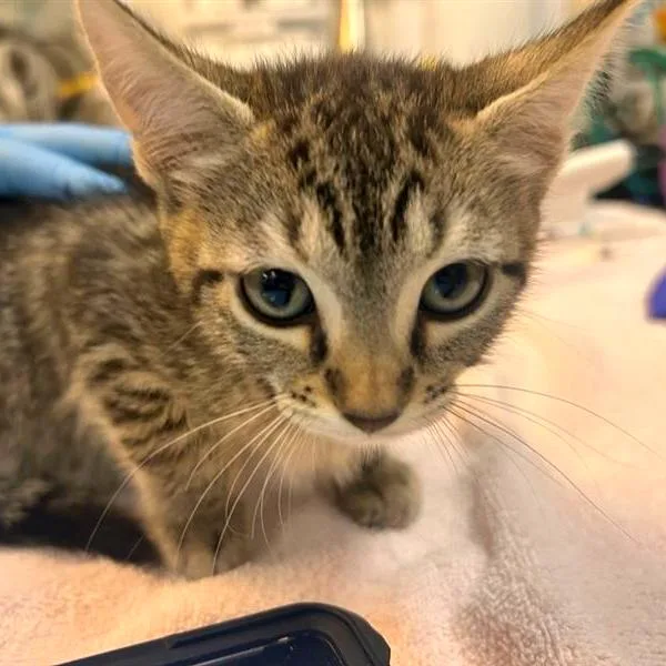 A baby small-sized female Domestic Short Hair cat named Aloe for adoption in Woodinville, WA