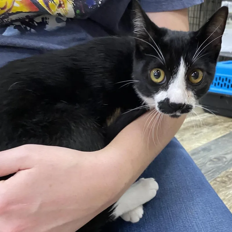 A baby medium-sized male Black Domestic Short Hair cat named Gumbus Chicken Gumbo for adoption in Hattiesburg, MS