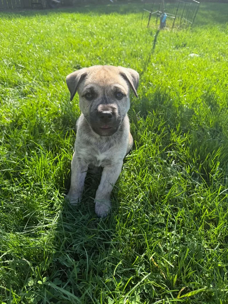 A baby large-sized male Gray / Blue / Silver Mastiff dog named Rocky for adoption in South Elgin, IL