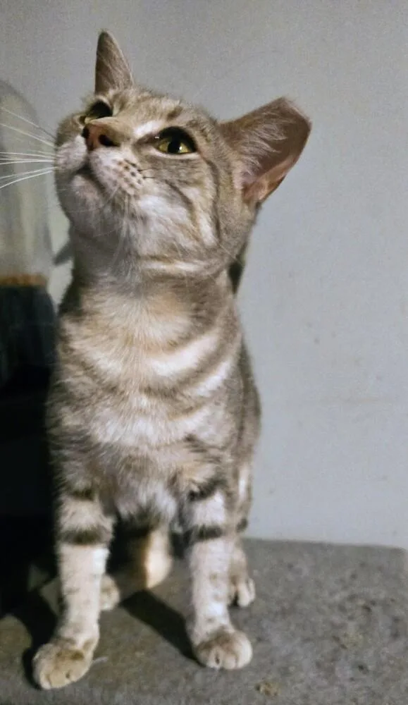 A baby small-sized female Domestic Short Hair cat named Little Grey for adoption in Kinston, NC