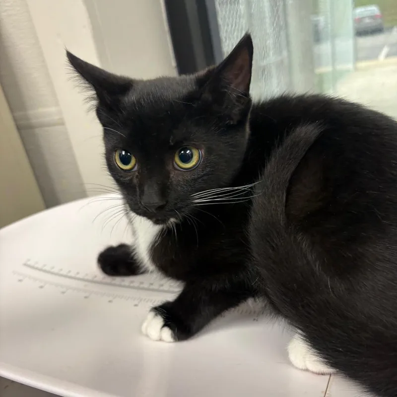 A baby small-sized male Black Domestic Short Hair cat named Yakko for adoption in Columbiana, AL
