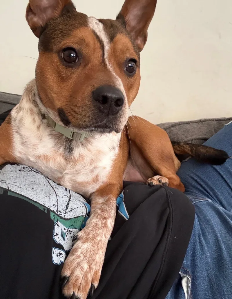 A young medium-sized male Australian Cattle Dog / Blue Heeler dog named Bruno for adoption in Moyock, NC