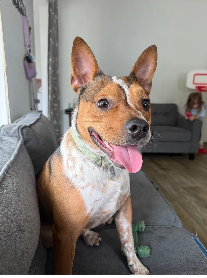 Bruno thumbnail 3
