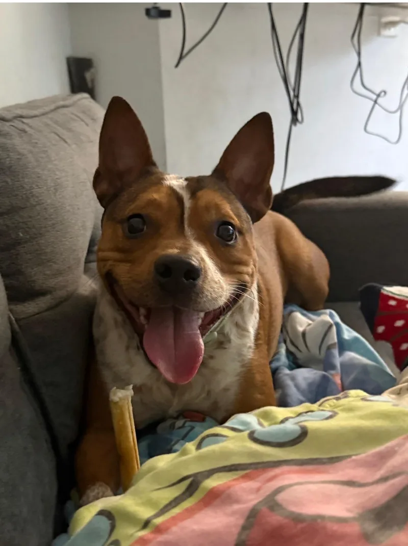 Bruno thumbnail 4