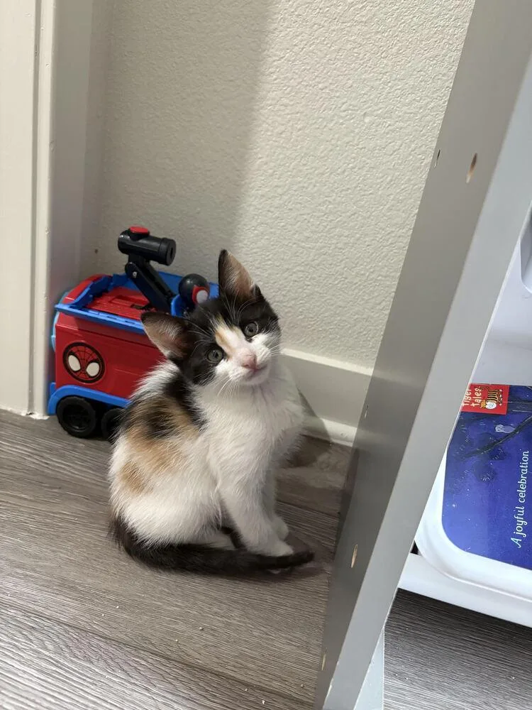A baby small-sized female Domestic Medium Hair cat named Galaxy for adoption in Lancaster, CA