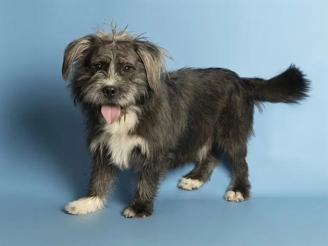 Chewie