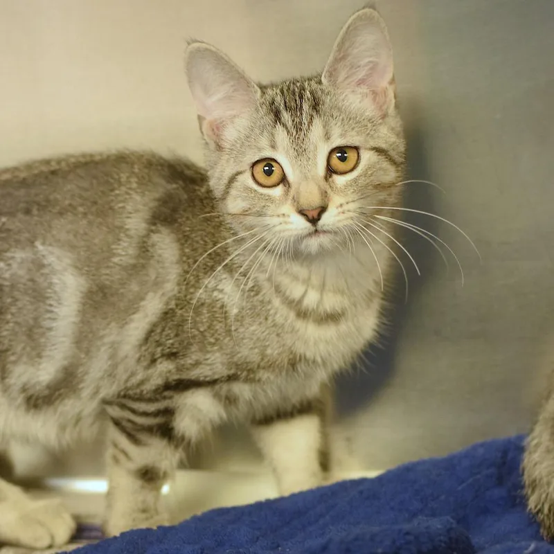 A baby small-sized female Gray / Blue / Silver Domestic Short Hair cat named Dipp  Dog Day for adoption in Belleville, IL