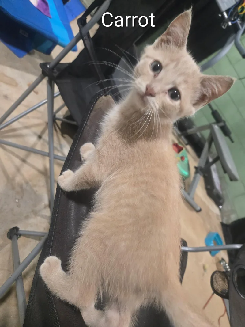A baby medium-sized male Tabby (Orange / Red) Domestic Short Hair cat named Carrot for adoption in Seneca, SC