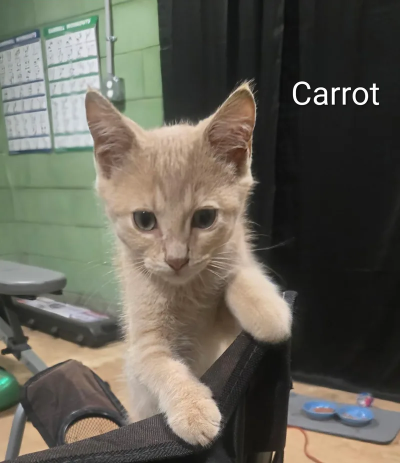 Carrot thumbnail 2